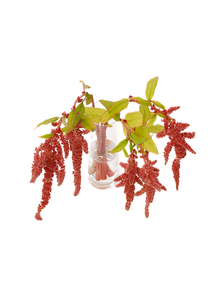 【生花】ケイトウ(アマランサス) コーラルファウンテンの全体写真のアップ