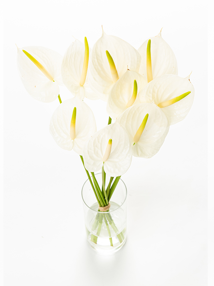 【生花】アンスリウム エンジェルの全体写真のアップ