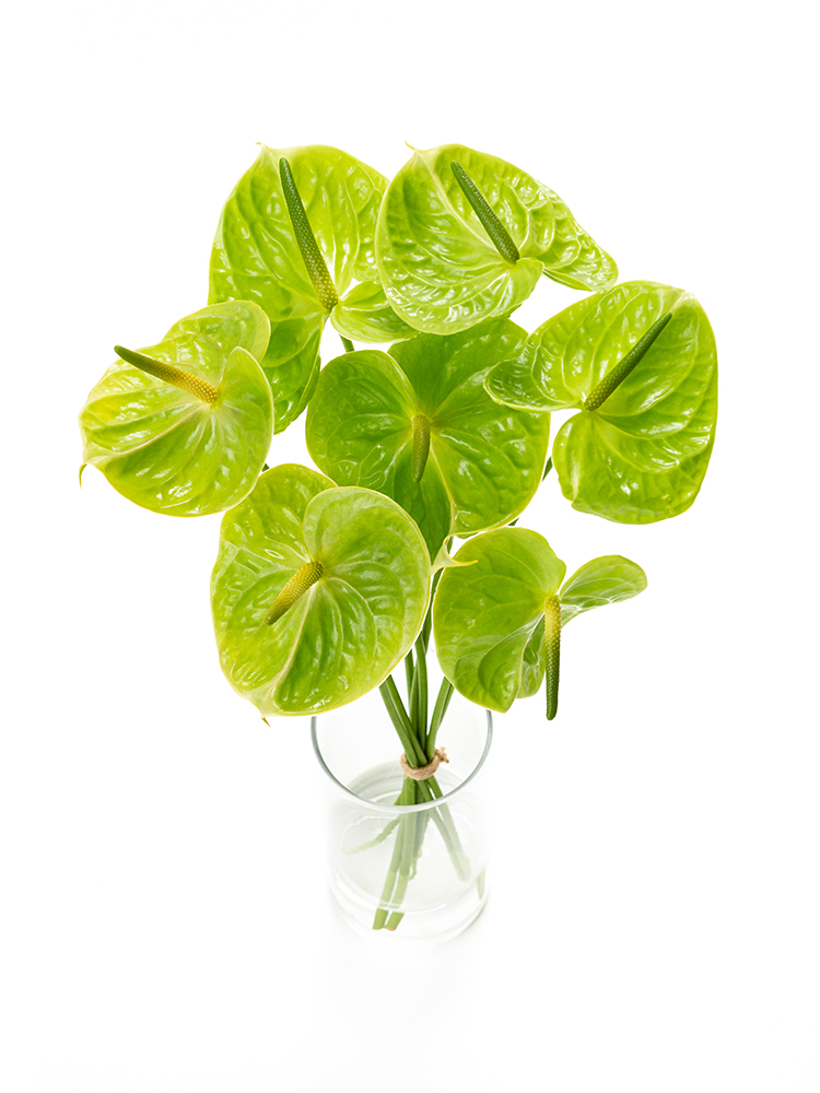 熱帯植物‼️激レア‼️アンスリウム　ルテリー 熱帯植物 レア❗アンスリウム ルテリー