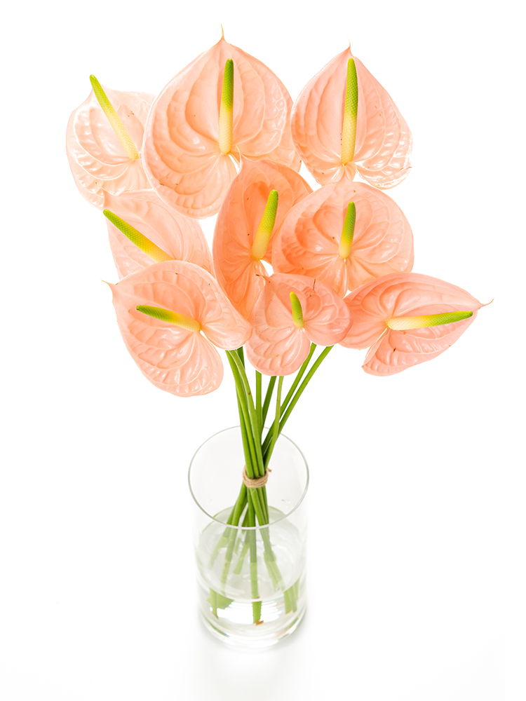 【生花】アンスリウム 品種おまかせ(ピンク)の全体写真のアップ