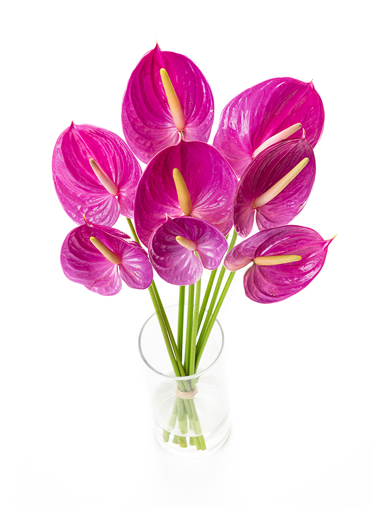 【生花】アンスリウム 品種おまかせ(紫)の全体写真のアップ