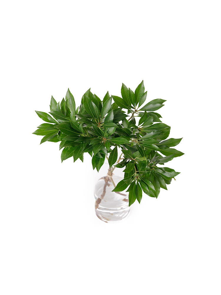 【生花】アセビ の全体写真のアップ