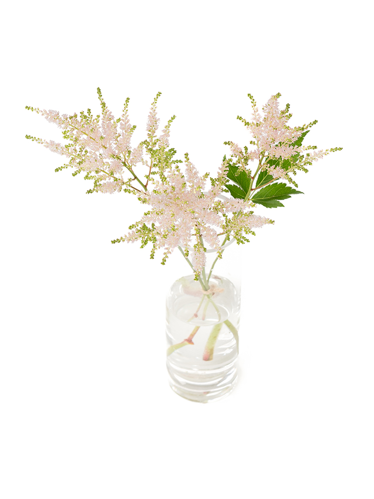 【生花】アスチルベ アメリカの全体写真のアップ