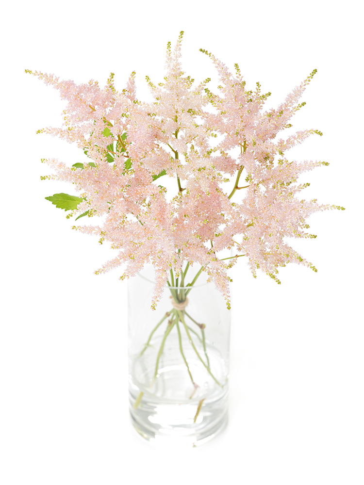 【生花】アスチルベ ライトピンクの全体写真のアップ