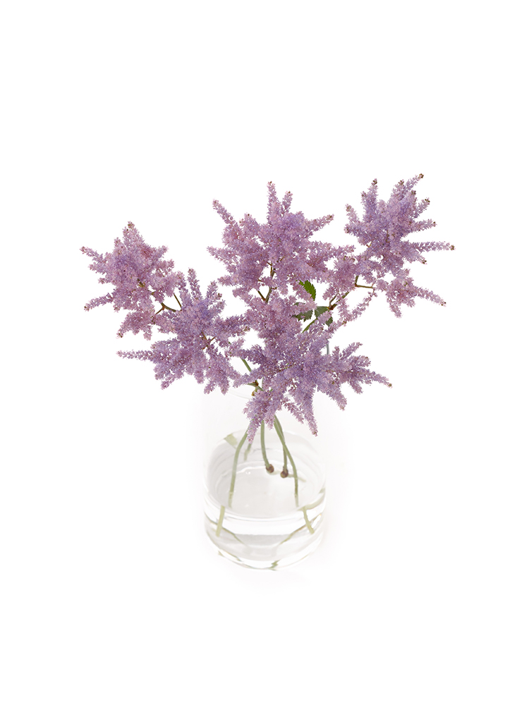 【生花】アスチルベ(染め) ラベンダーの全体写真のアップ