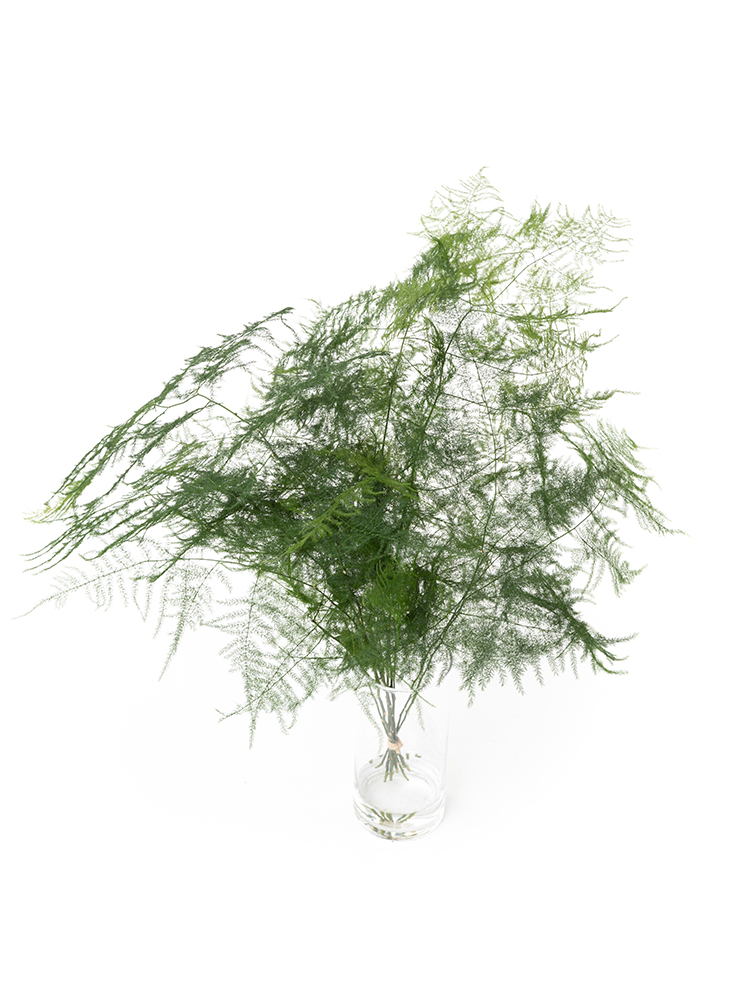 【生花】アスパラ ペラの全体写真のアップ