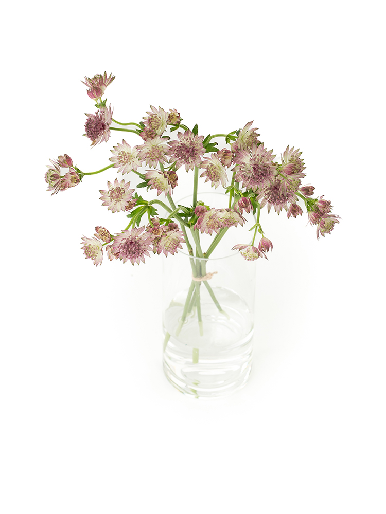 【生花】アストランチア ローマの全体写真のアップ