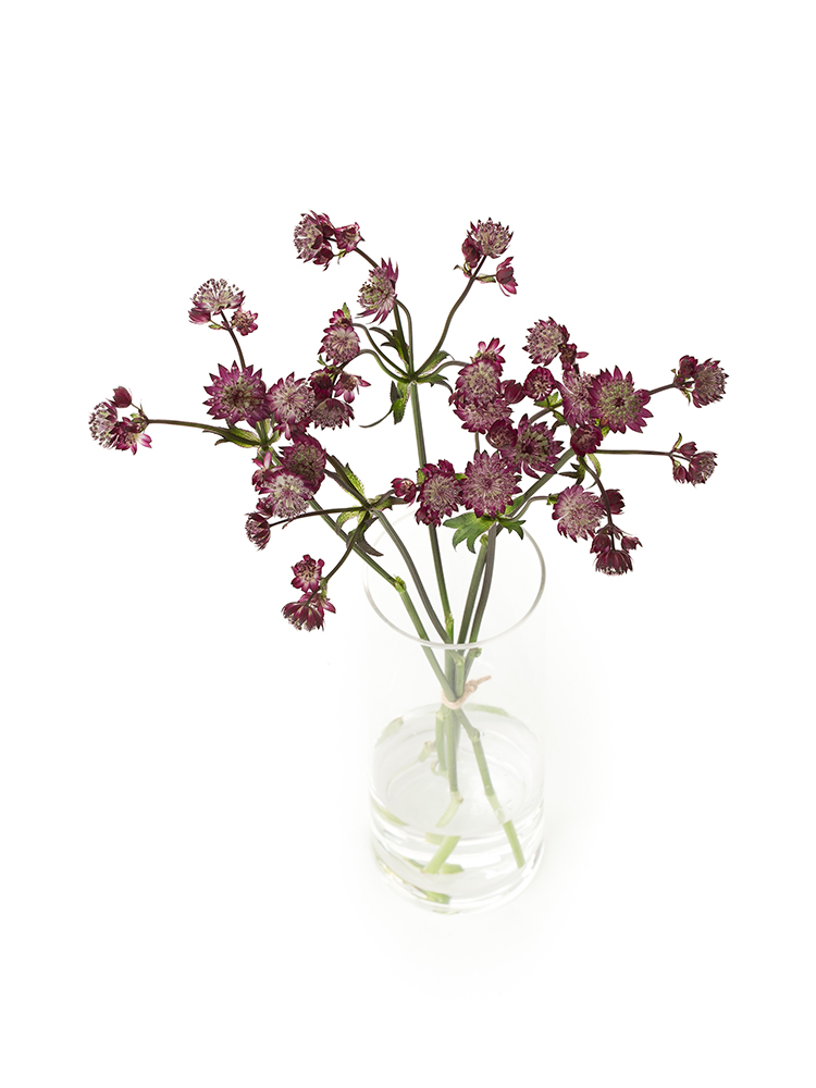 【生花】アストランチア スターオブファイヤーの全体写真のアップ