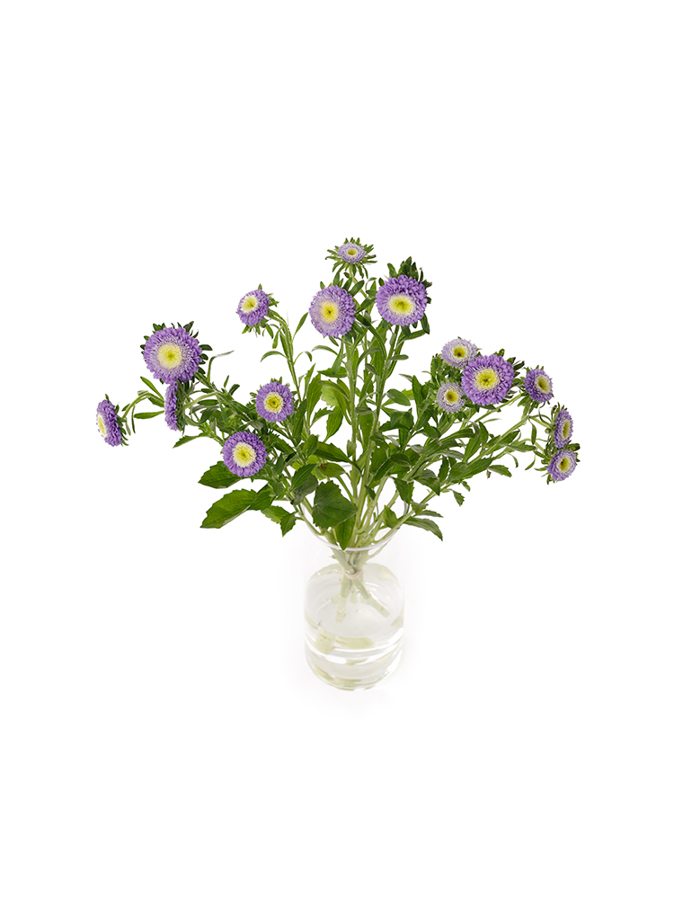 【生花】アスター マカロンブルーの全体写真のアップ