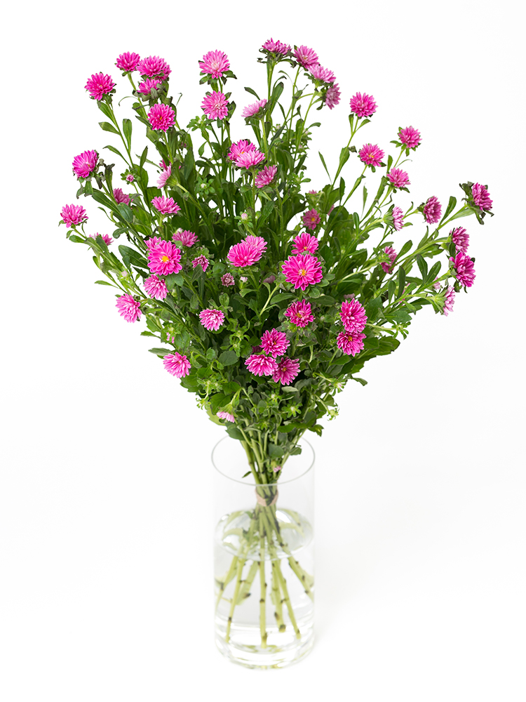 【生花】アスター トゥモローピンクの全体写真のアップ