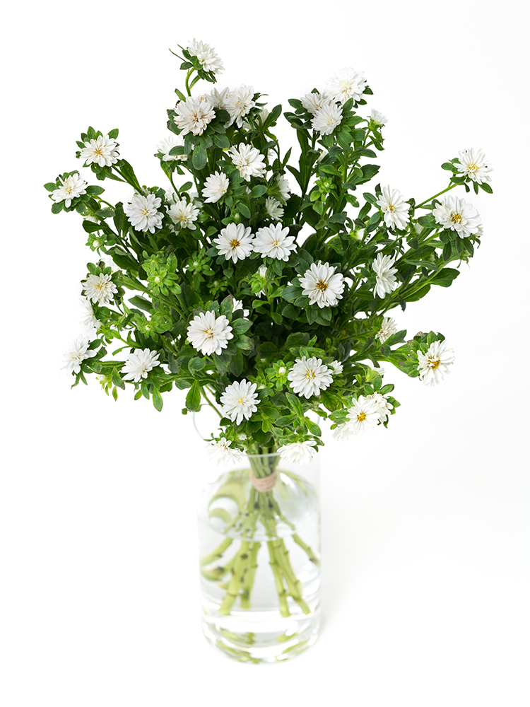 【生花】アスター トゥモローホワイトの全体写真のアップ