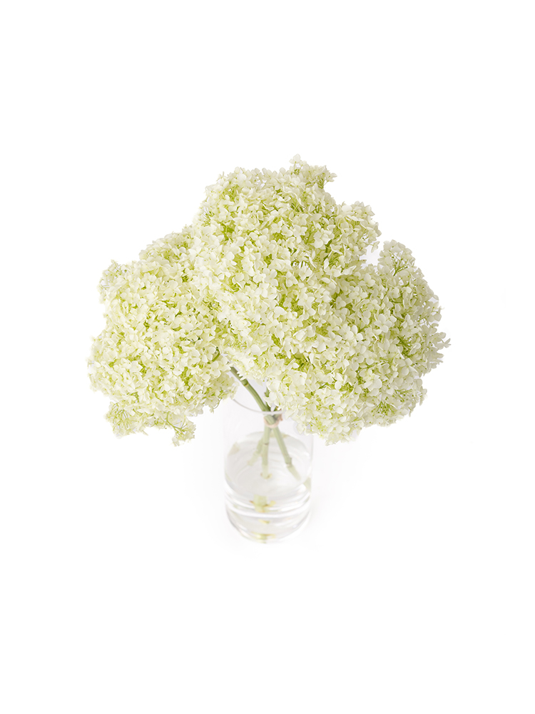 【生花】アジサイ(アナベル) アナベルシロの全体写真のアップ