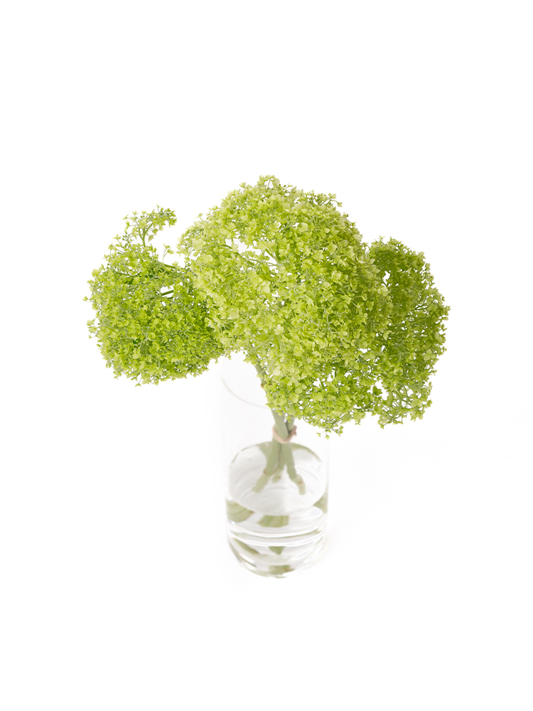 【生花】アジサイ(アナベル) フレッシュグリーンの全体写真のアップ