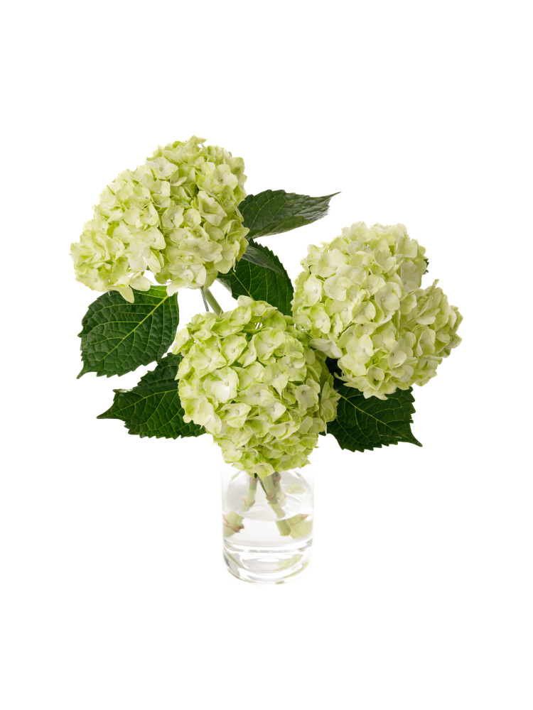 【生花】アジサイ ライムグリーンの全体写真のアップ