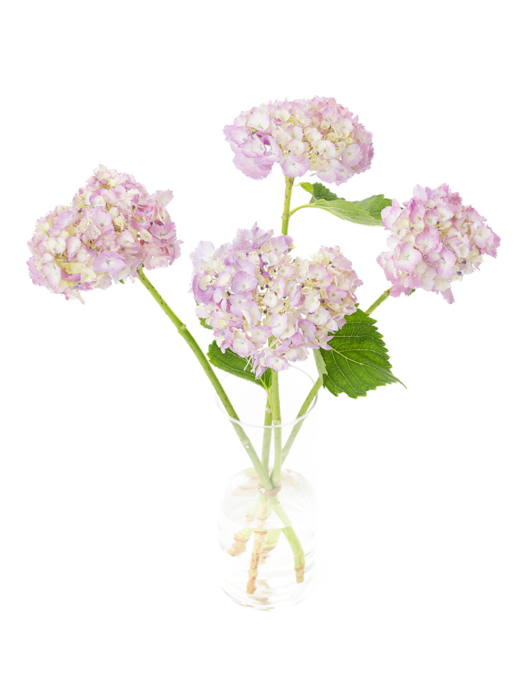 【生花】アジサイ(ピンク) 品種おまかせの全体写真のアップ