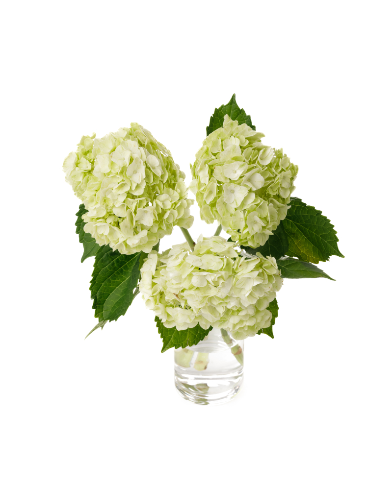 【生花】アジサイ セージの全体写真のアップ