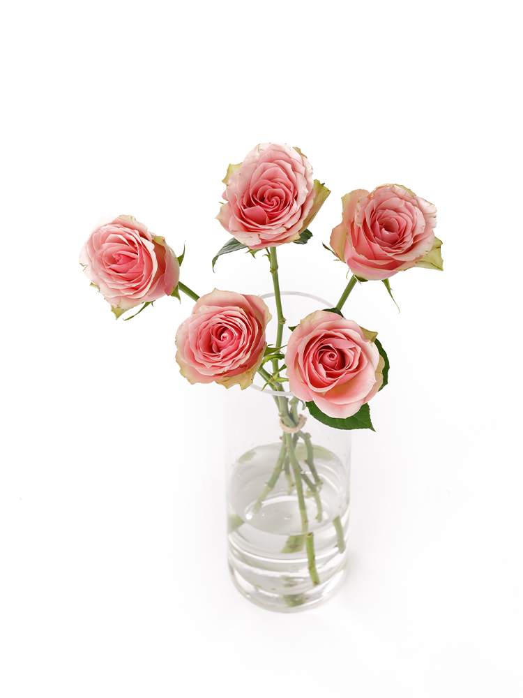 【生花】バラ(ケニア) ベラローザの全体写真のアップ