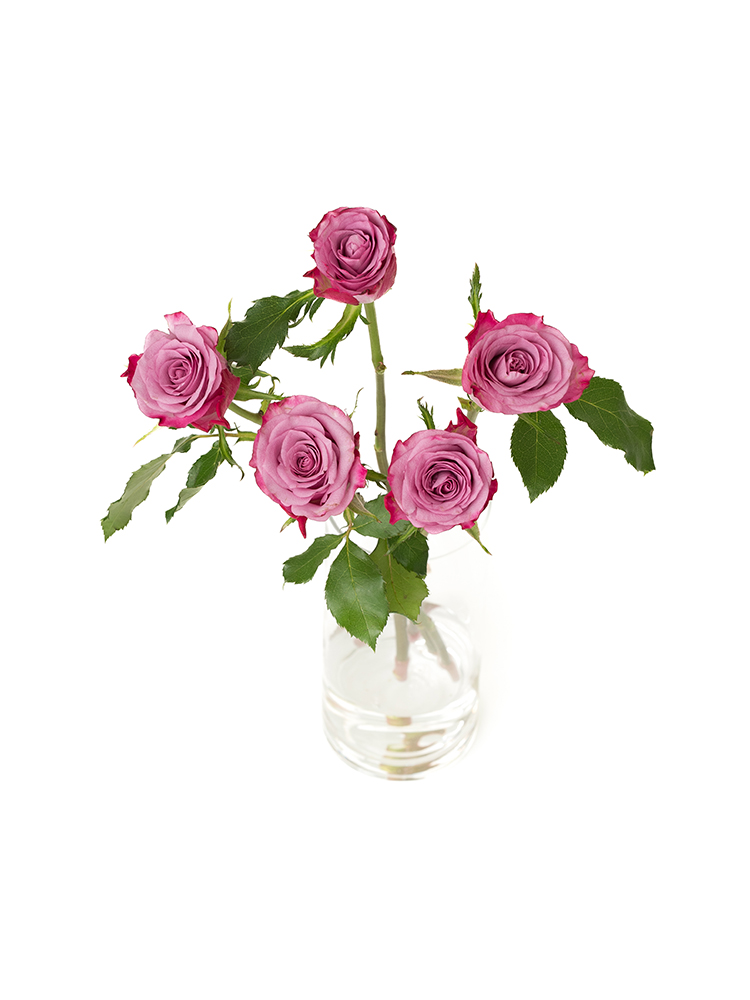 【生花】バラ(ケニア) ディープパープルの全体写真のアップ