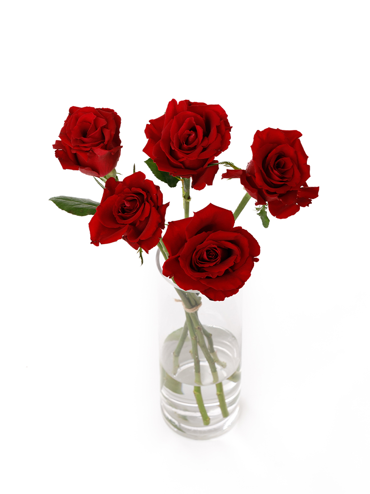 【生花】バラ(ケニア) エバーレッドの全体写真のアップ