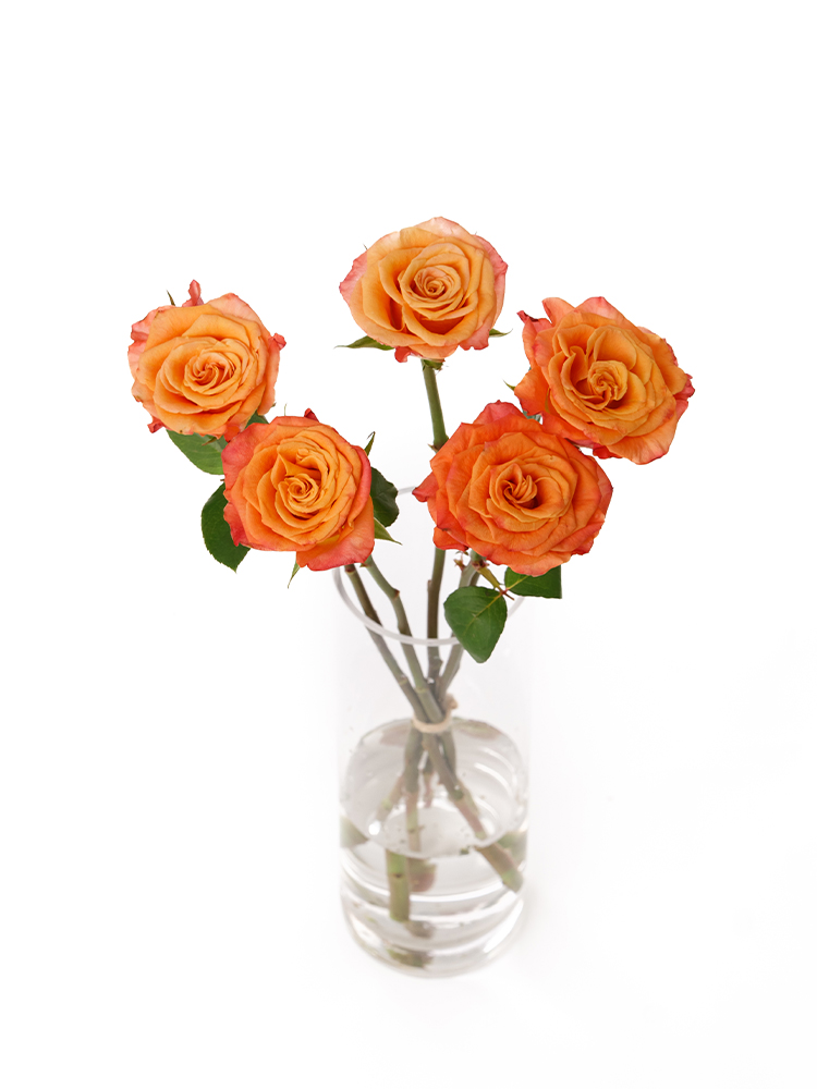 【入荷花材】バラ(ケニア) マリヨの全体写真のアップ