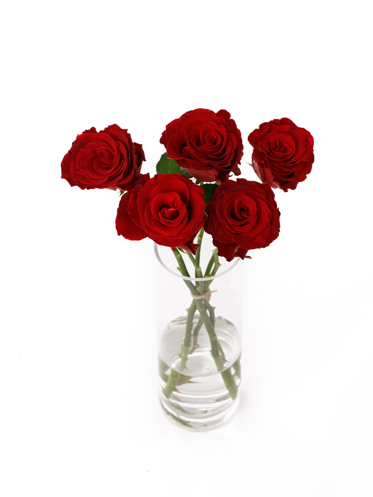 【入荷花材】バラ(ケニア) ロードスの全体写真のアップ