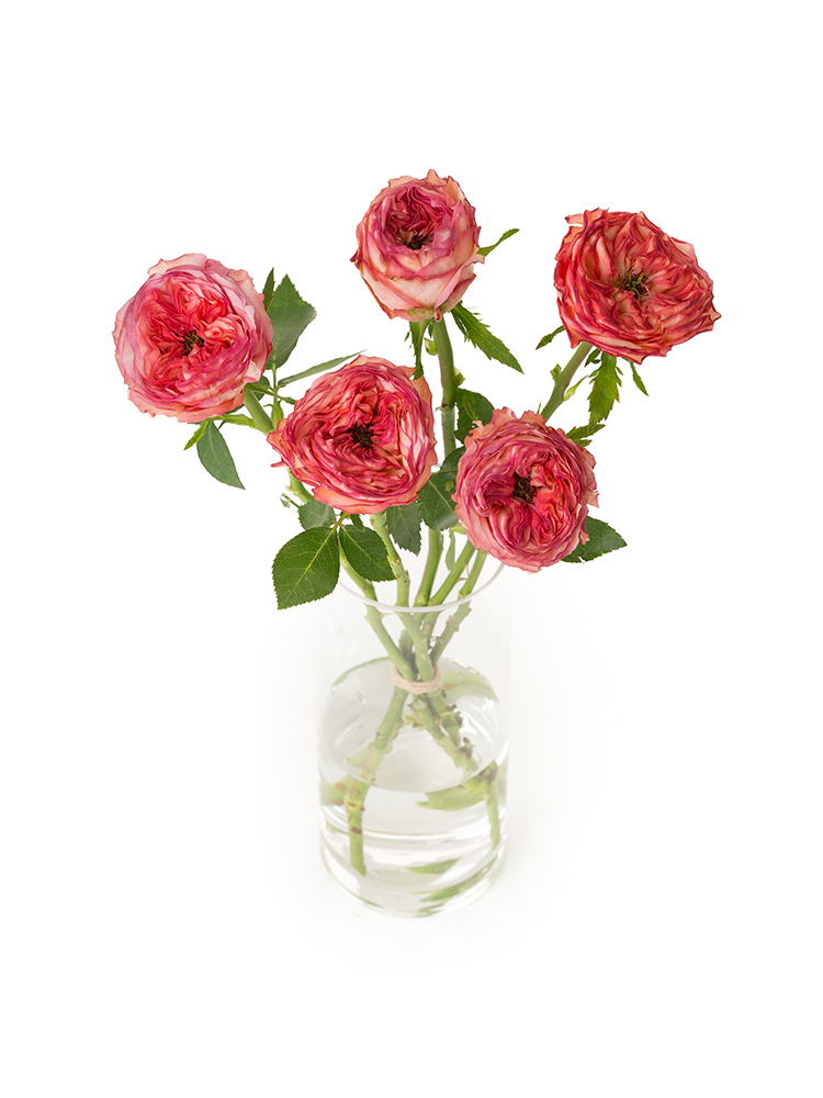 【生花】バラ(ケニア) スタートレックの全体写真のアップ