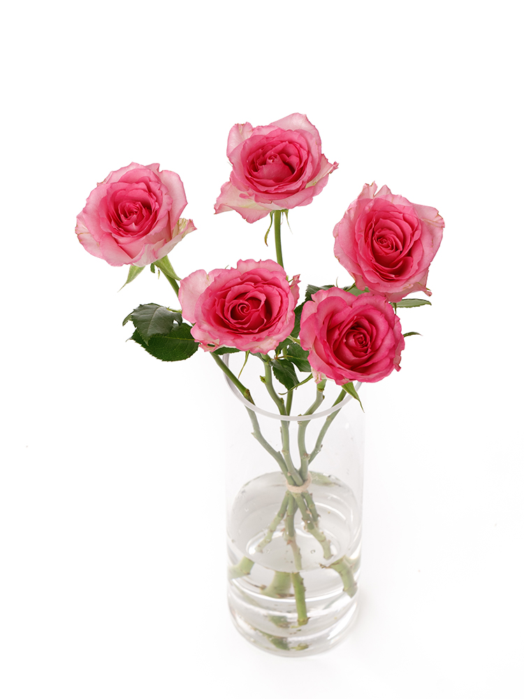 【入荷花材】バラ(ケニア) スウィートユニークの全体写真のアップ