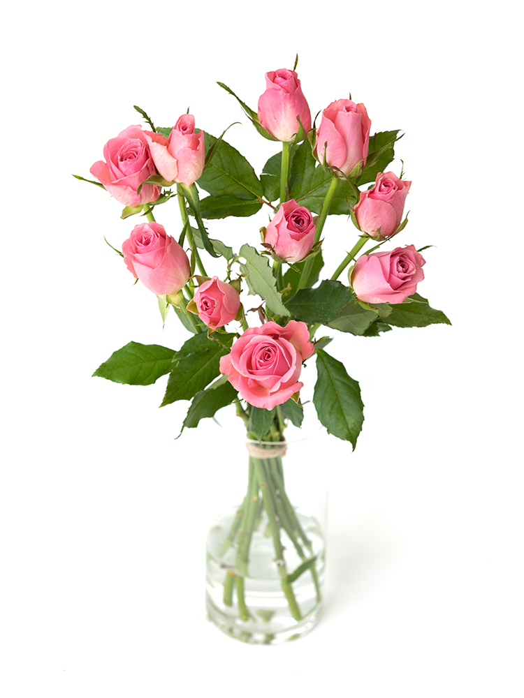 【生花】バラ エースピンクの全体写真のアップ