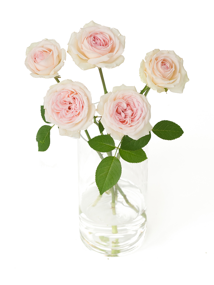 【生花】バラ アンブリッジローズの全体写真のアップ