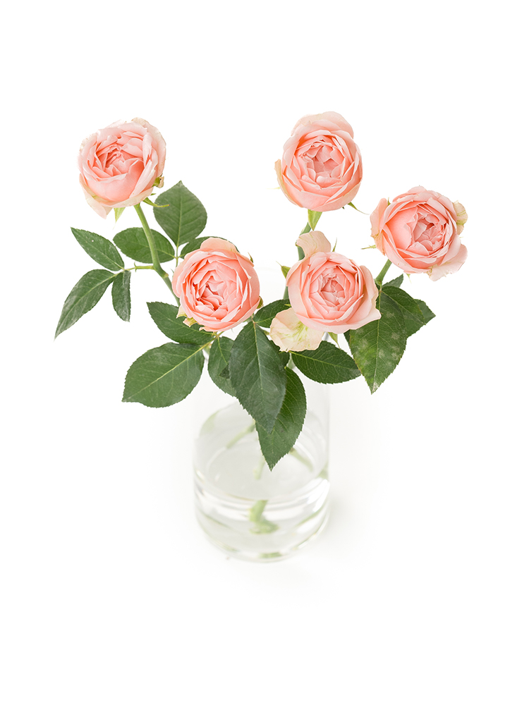 【生花】バラ アンジェニューの全体写真のアップ