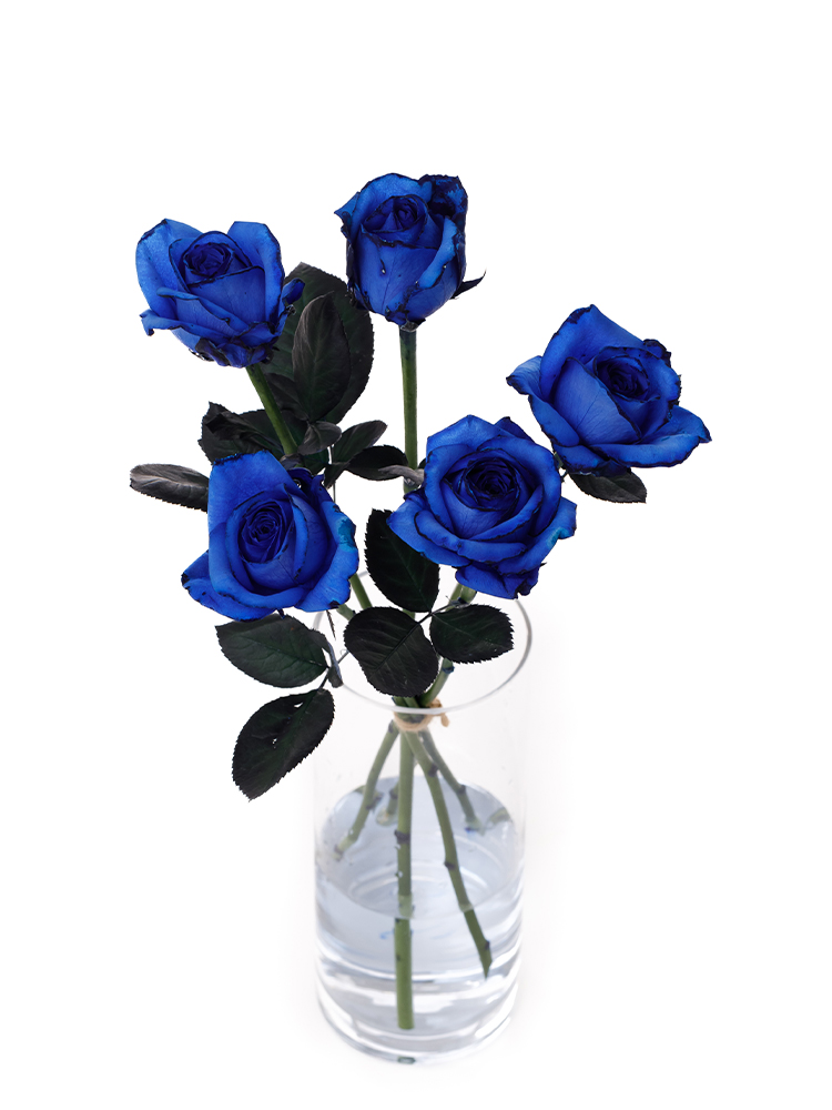 【生花】バラ アヴァランチェロイヤルブルーの全体写真のアップ