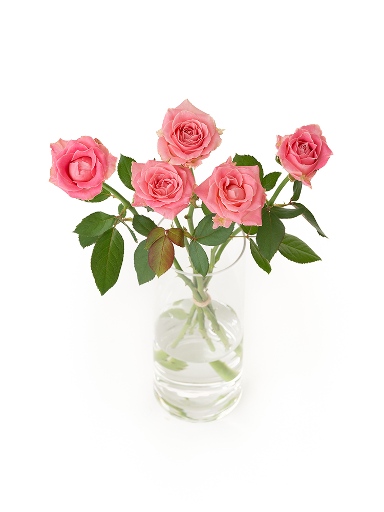 【生花】バラ アーリエスの全体写真のアップ