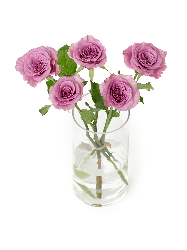 【生花】バラ ブルーキュリオーサの全体写真のアップ