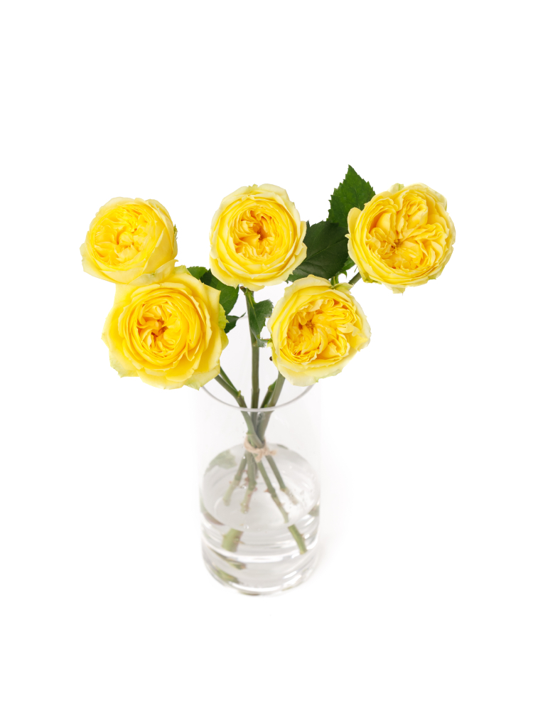 【生花】バラ カタリナの全体写真のアップ