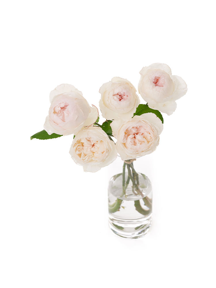 【生花】バラ ココットの全体写真のアップ