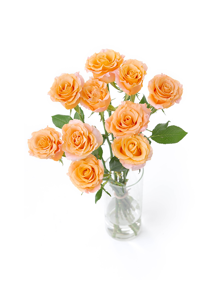 【入荷花材】バラ　カルピディーム＋の全体写真のアップ