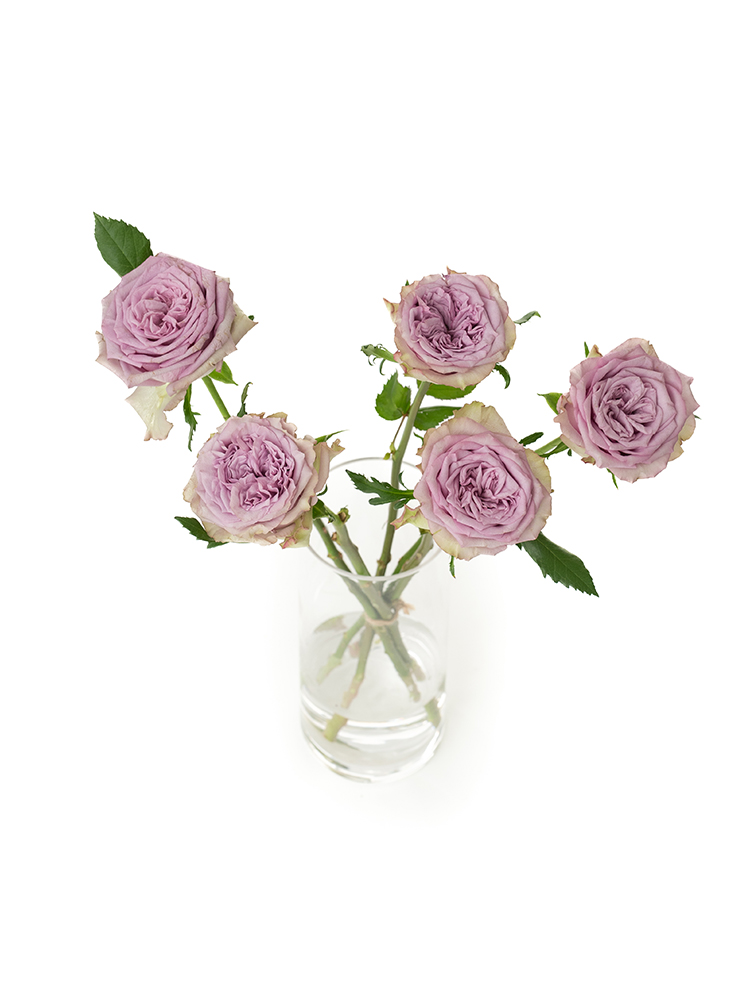 【生花】バラ ドルチェット!の全体写真のアップ