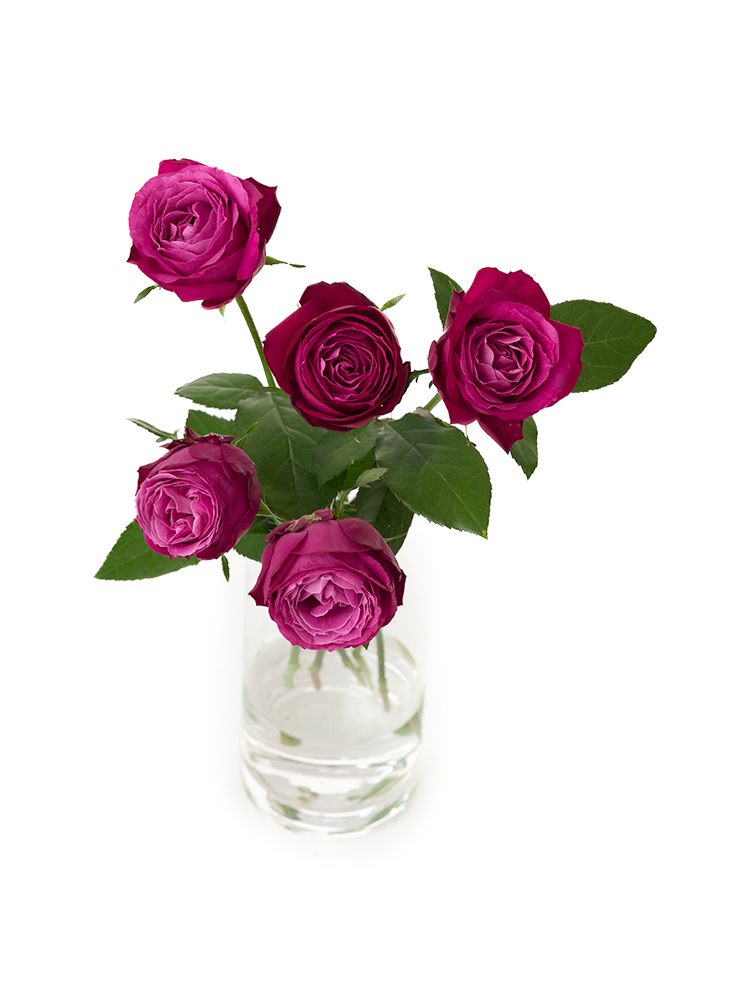 【生花】バラ エモーションプロフォンドの全体写真のアップ