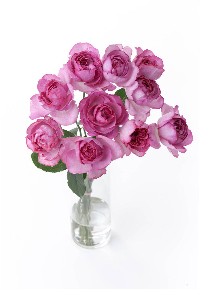 【生花】バラ イブピアッチェの全体写真のアップ