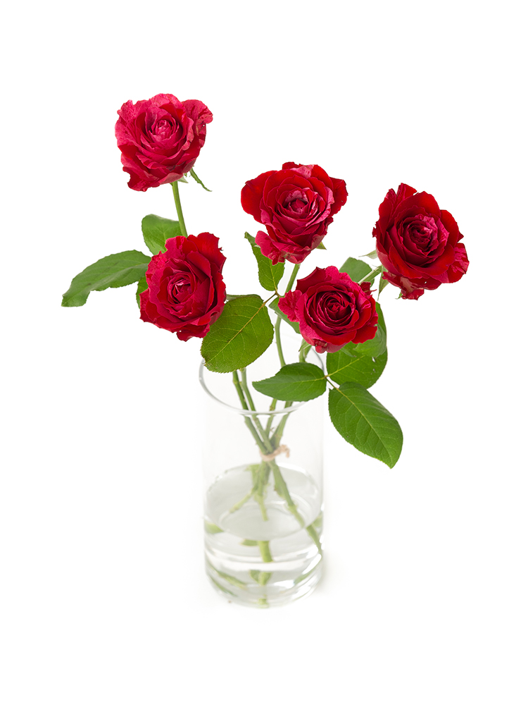 【生花】バラ フルフルの全体写真のアップ