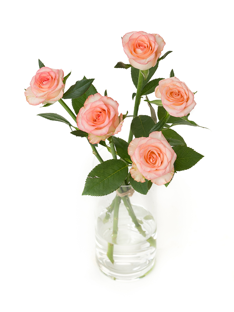 【生花】バラ ジュミリアの全体写真のアップ