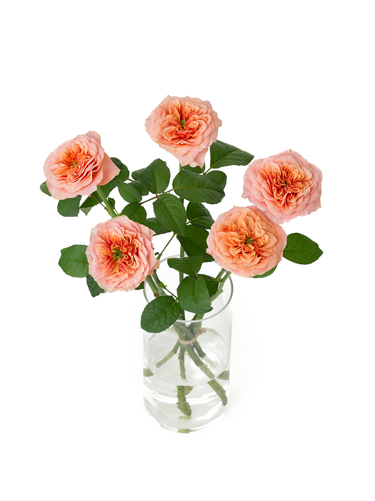 【生花】バラ ケンジントンガーデンの全体写真のアップ