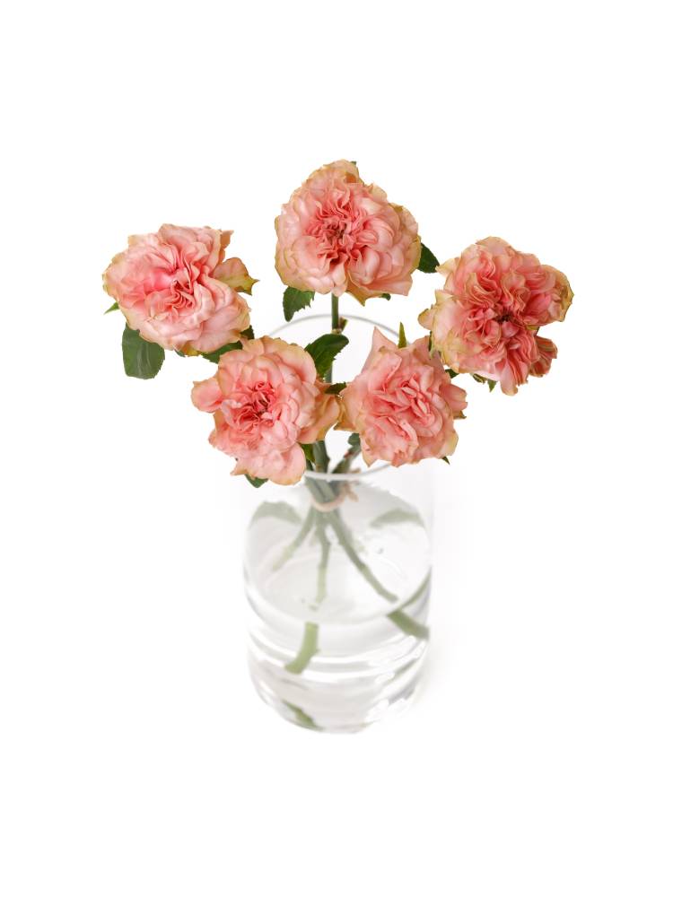 【入荷花材】バラ ラロックの全体写真のアップ