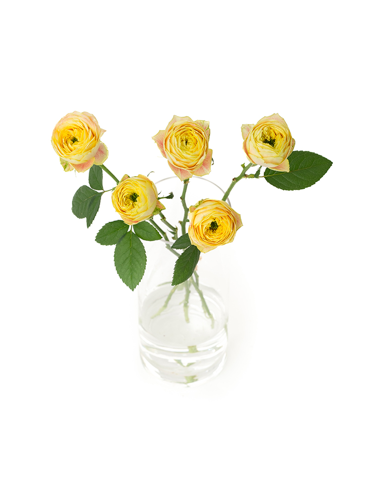 生花】バラ レモンラナンキュラ【黄/40-50cm/愛知県】｜Flower Smith