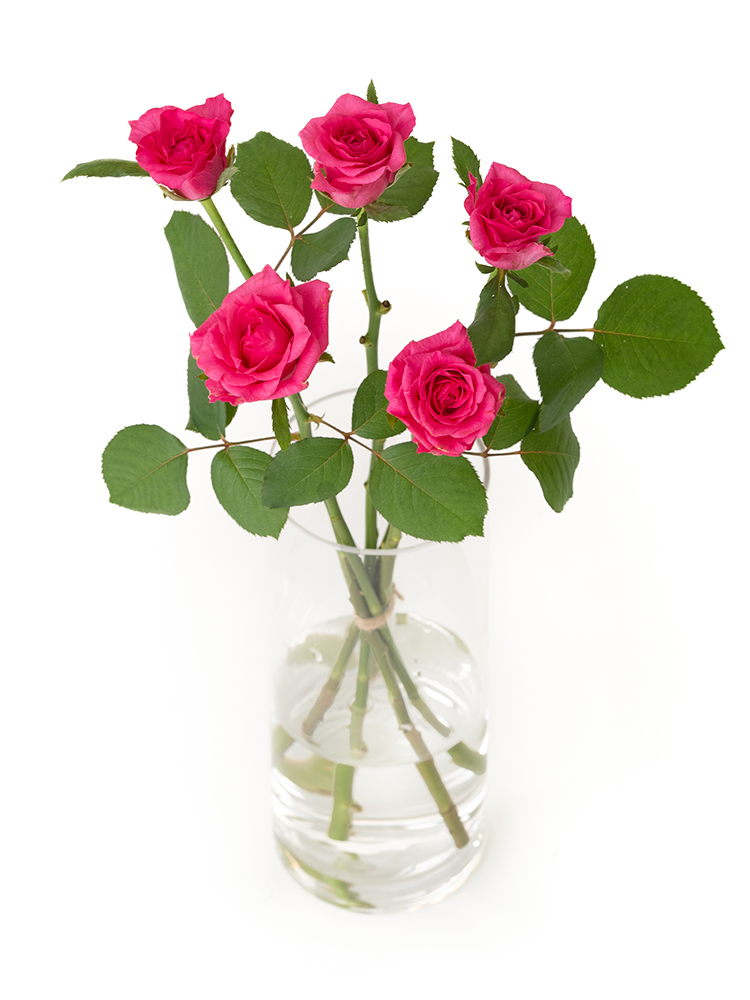 【生花】バラ ライラの全体写真のアップ