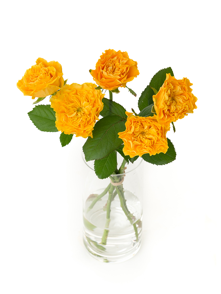 【入荷花材】バラ マンゴリーバの全体写真のアップ