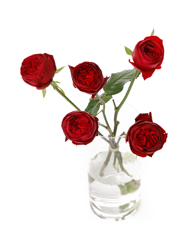 【生花】バラ マタドールの全体写真のアップ