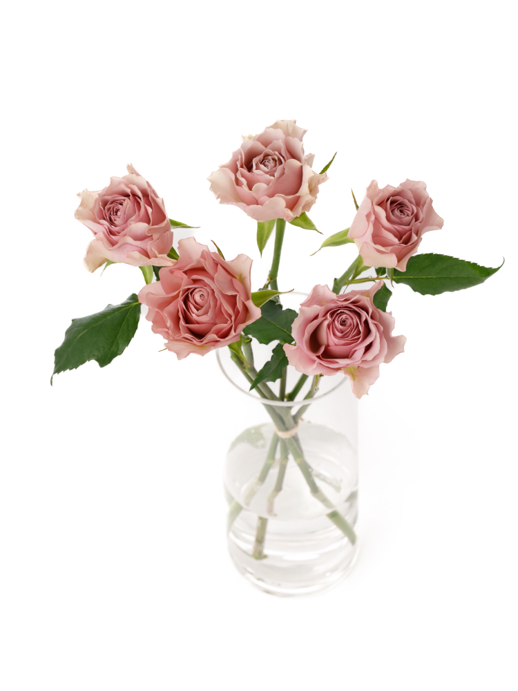 【生花】バラ プラム・マリー+の全体写真のアップ