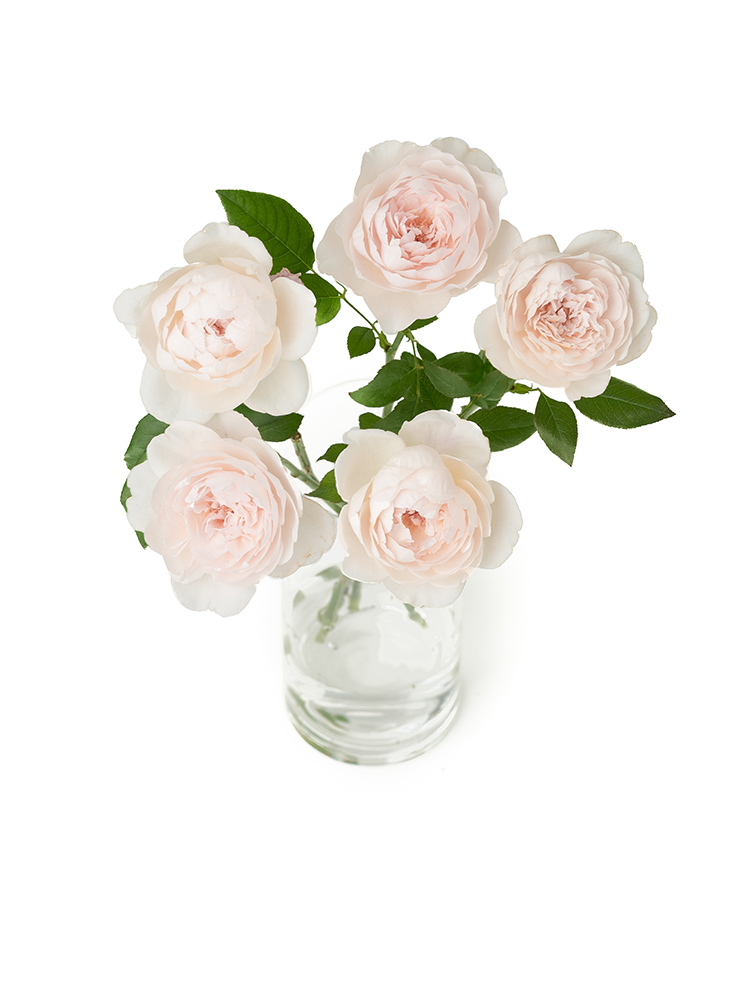 【生花】バラ プリティカレンの全体写真のアップ