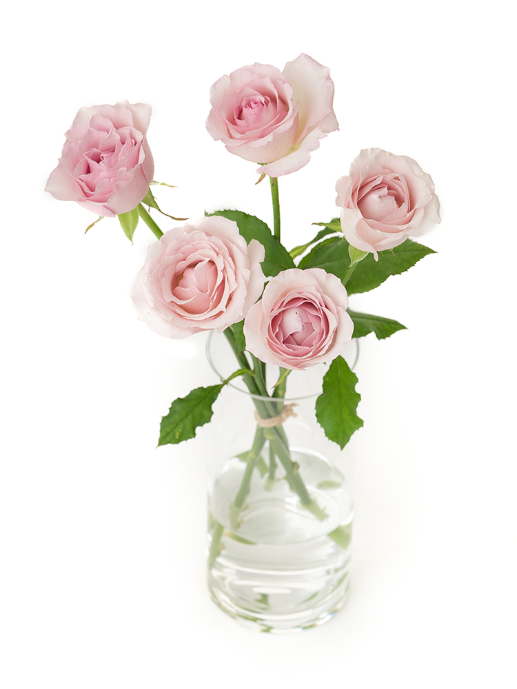 【入荷花材】バラ　ラプソディの全体写真のアップ